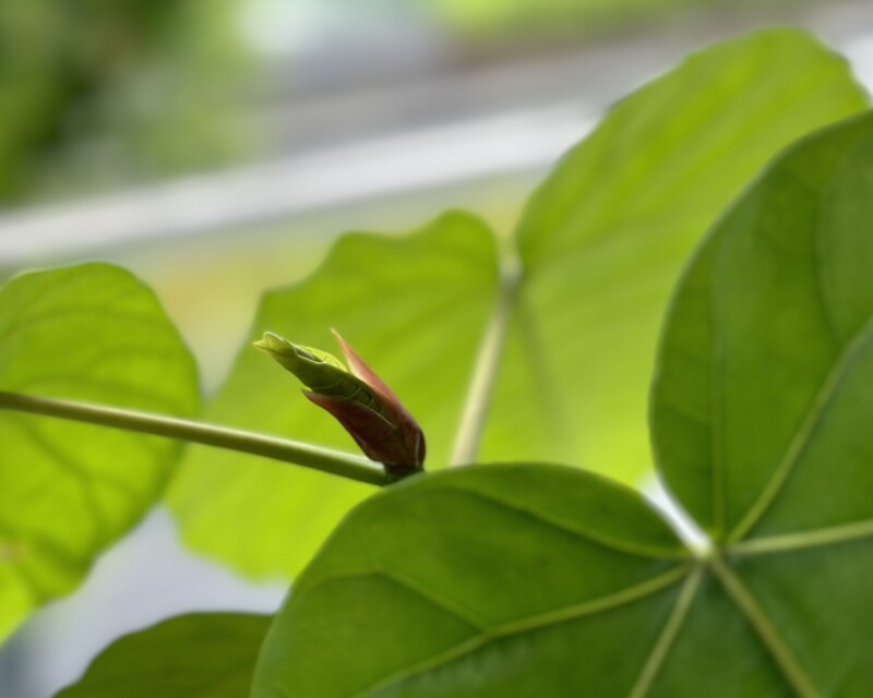 8月末なのに芽が出た